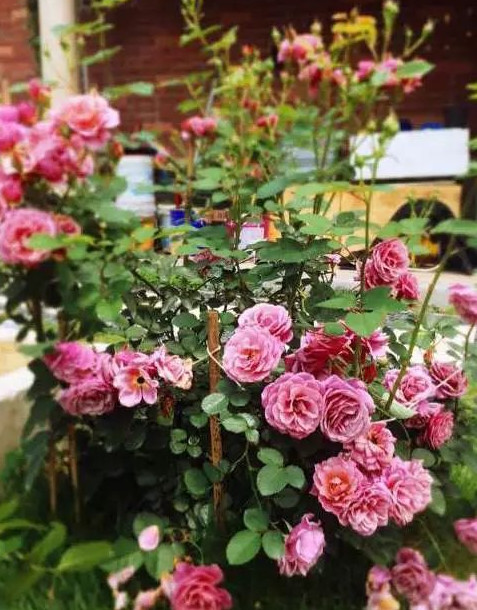 家里的花干枯影响风水吗,家里的花突然发黄发蔫风水