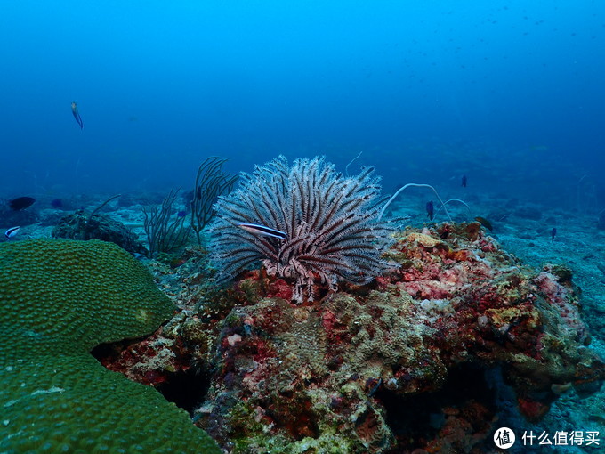 普吉岛aida考证,普吉padi潜水考证