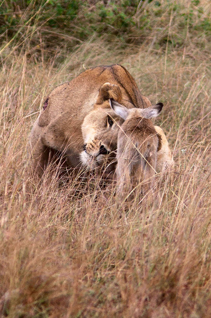 母狮捕获一只小羚羊却不忍吃,母狮和刚出生的小羚羊