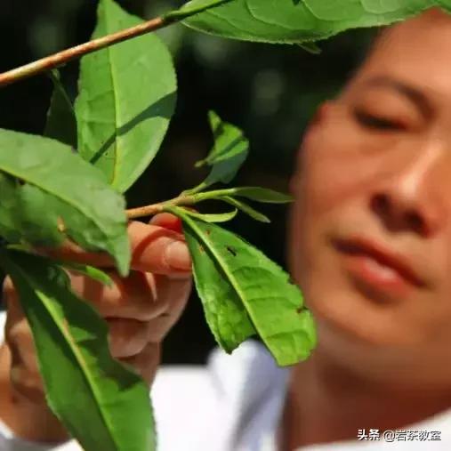 山场主人李新|母树白牡丹的价值回归