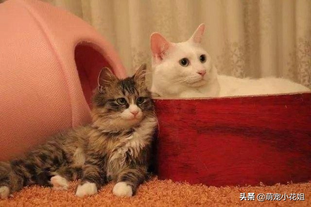 猫咪新年需要准备什么,猫咪的铲屎官注意什么