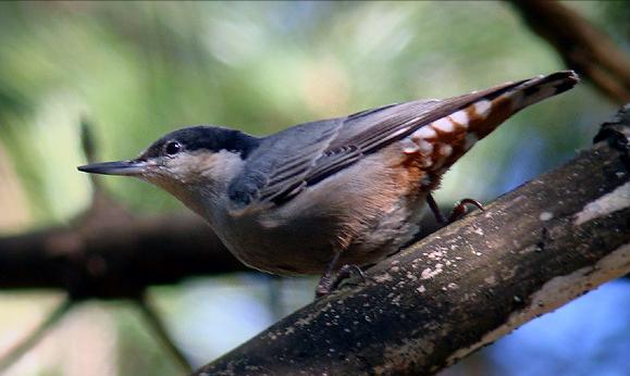 东江揽胜,惠州淡水常见鸟类图谱