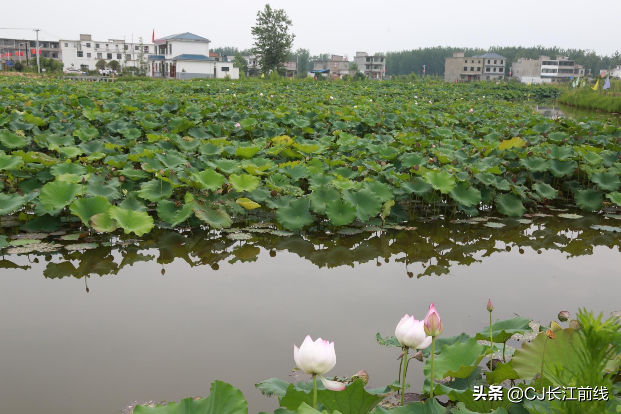 淮滨谷堆杨湾最新消息,淮滨谷堆杨湾风景