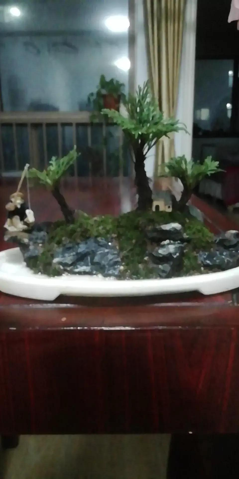 卷柏的日常养护应该注意哪些？不知道的看过来