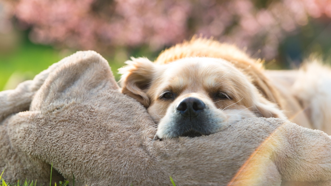 金毛多大才能出去遛,8个月大金毛遛狗时老爆冲怎么办