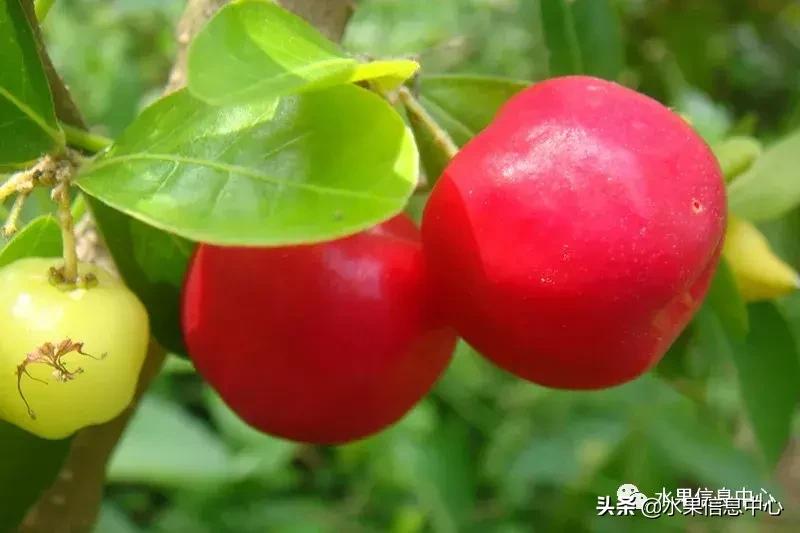 针叶樱桃不是樱桃,针叶樱桃与山樱桃一样吗