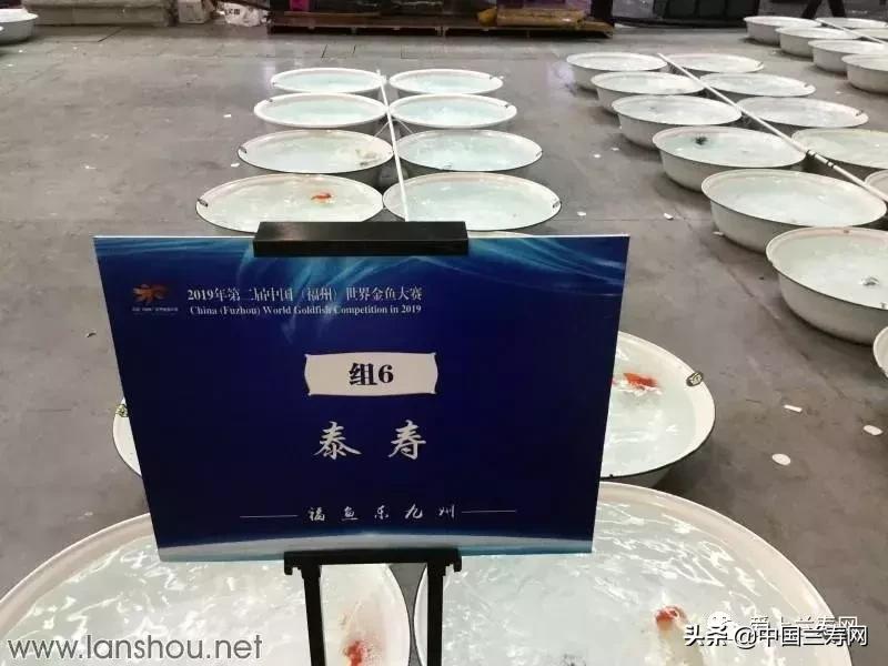 世界金鱼大赛在福州举行,2019中国世界金鱼大赛