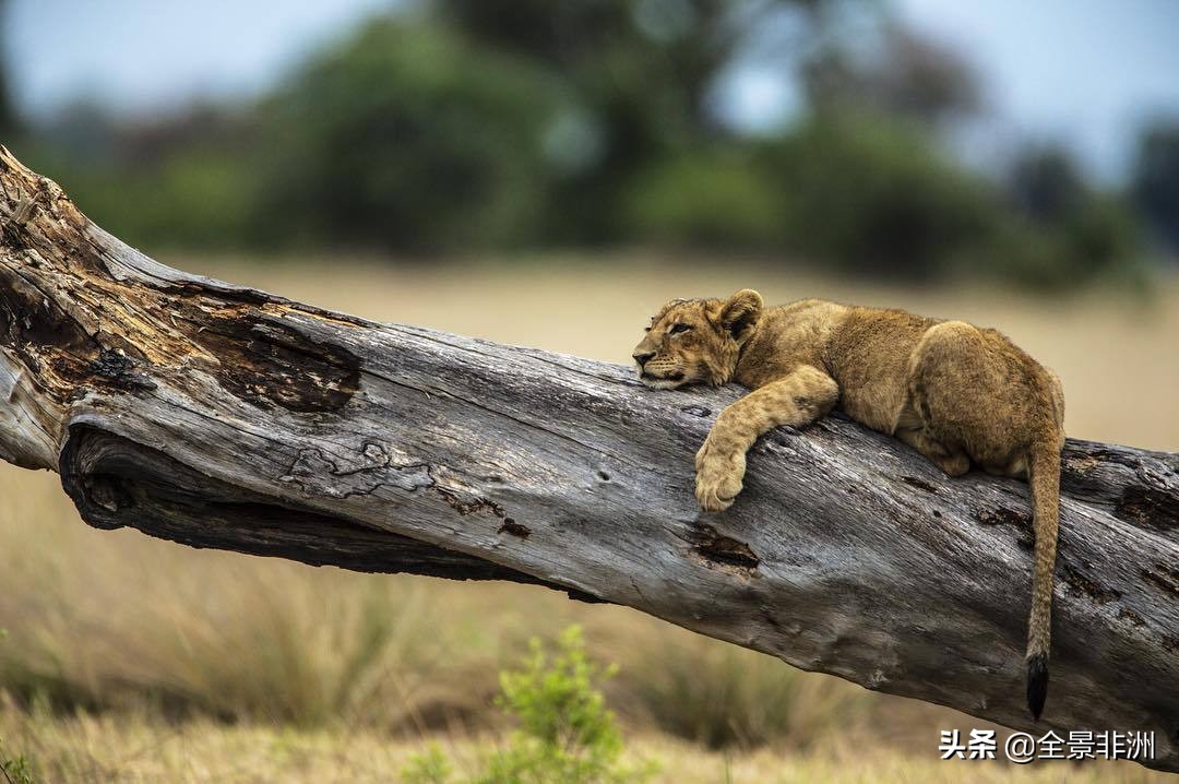 非洲旅游攻略,非洲旅游旅游攻略