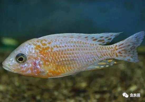 三湖慈鲷马鲷孔雀珍珠系能长多大,三湖慈鲷之孔雀