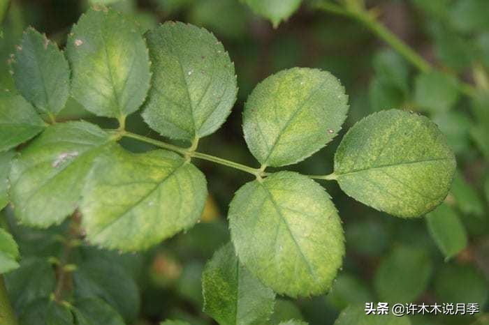 月季红蜘蛛紧急处理,月季红蜘蛛怎么预防