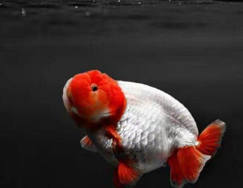 小金鱼缸怎么养金鱼,蝶尾金鱼好养还是龙睛金鱼好养活