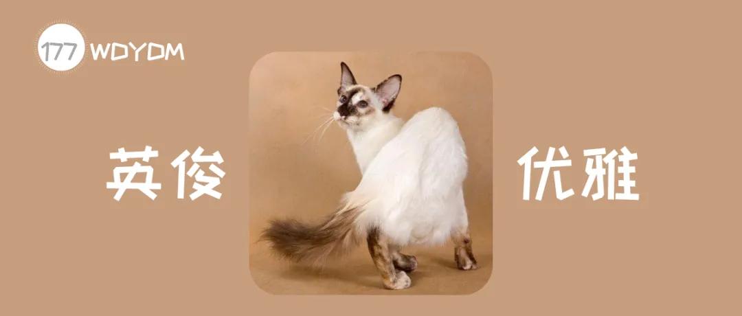 巴厘猫为什么叫长毛暹罗猫,暹罗猫是泰国著名的短毛猫