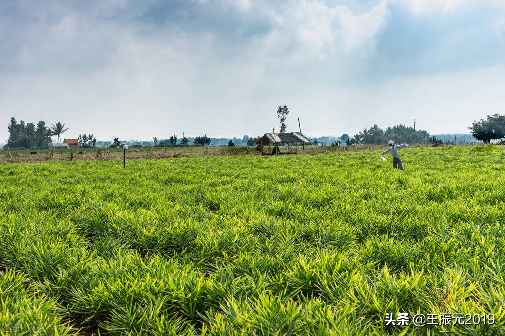 防治地里害虫的方法,姜田害虫防治