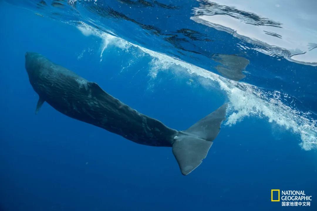 我们的地球很老了吗,地球还能再活几岁