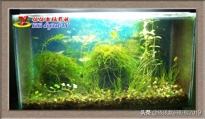 养鱼的朋友这边看，为什么你养的金鱼养不活？