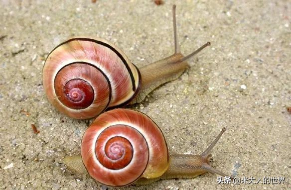 花园葱蜗牛：被人误解了上百年的小家伙，“其实我只对...
