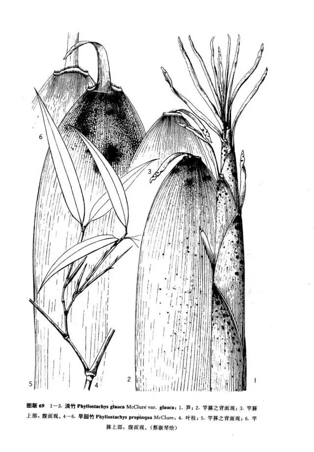 26种竹子大全,26种竹子的特别之处