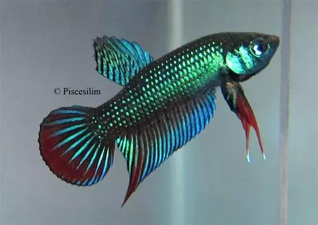 原生资讯｜和平与战争的使者-英贝利斯斗鱼