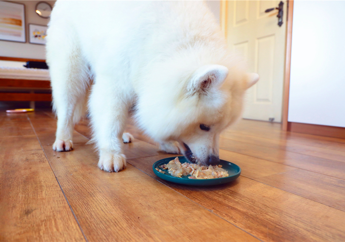 给狗狗强行喂药会造成什么伤害,狗狗喂药要隔多长时间才可以喂药