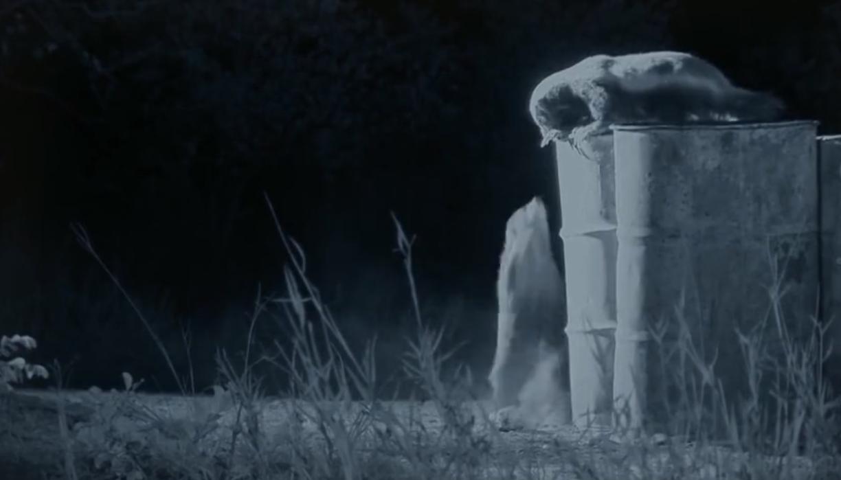 永不服输的蜜獾，曾经有一个保护区饲养了两只，后来怎么样了？