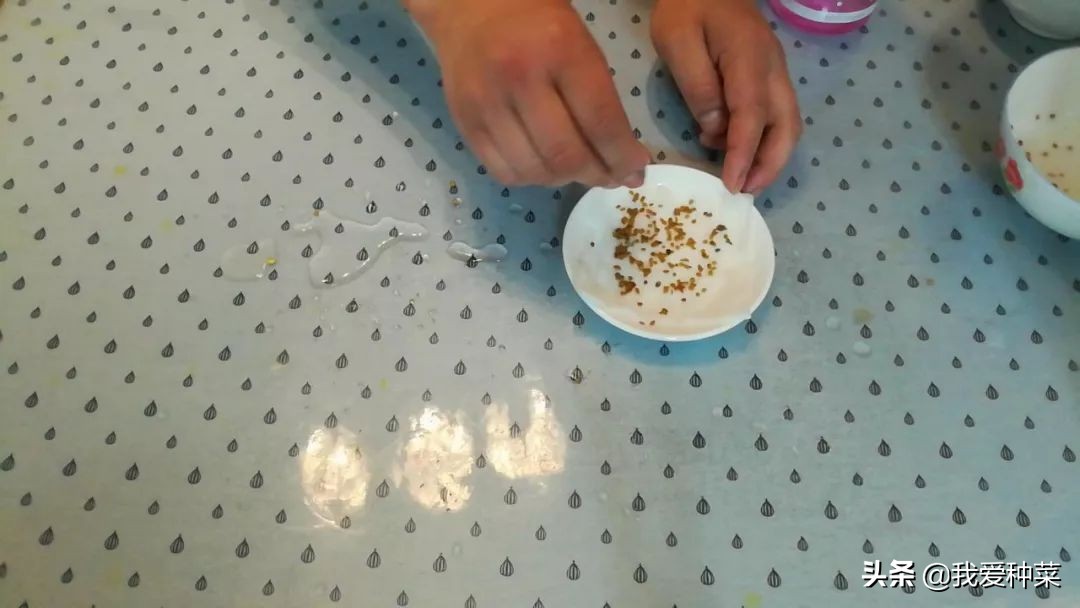 茄子怎么育苗是正确的,茄子育苗出来需要多高温度