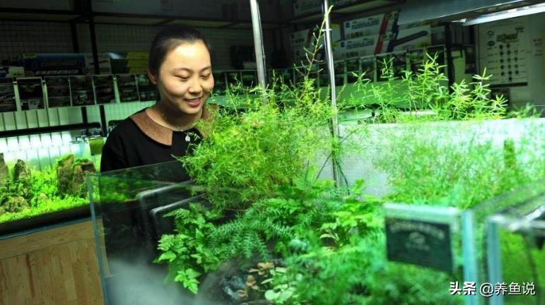 观赏鱼缺氧跟鱼缸的水质有关系吗,鱼缸里的鱼缺氧了怎么办