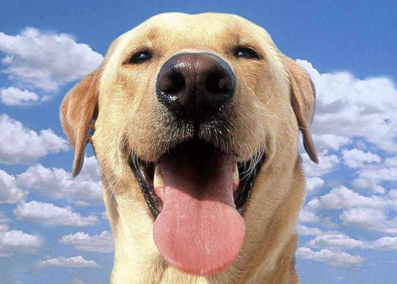 什么样的狗狗最好养也最好看,狗狗最省心最好养的8种狗