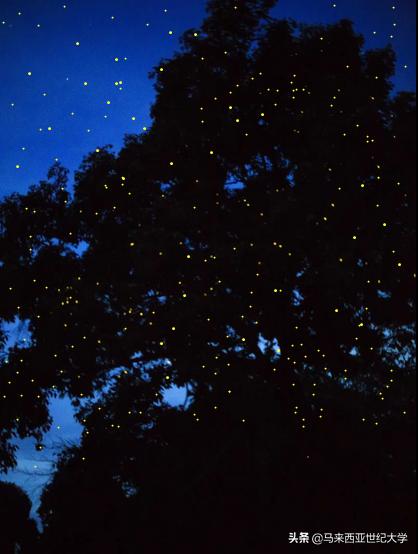 马来西亚最受欢迎度假区,马来西亚旅游最好玩的岛