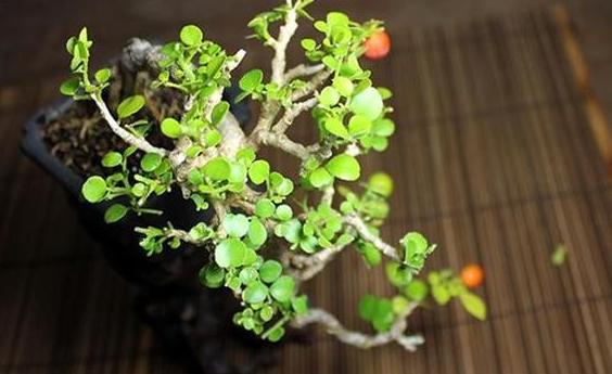 九里香掉叶子烂根怎么解决,九里香盆栽烂根怎么补救