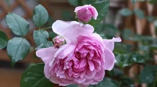 玫瑰花有哪些品种,玫瑰花有哪些品种大全