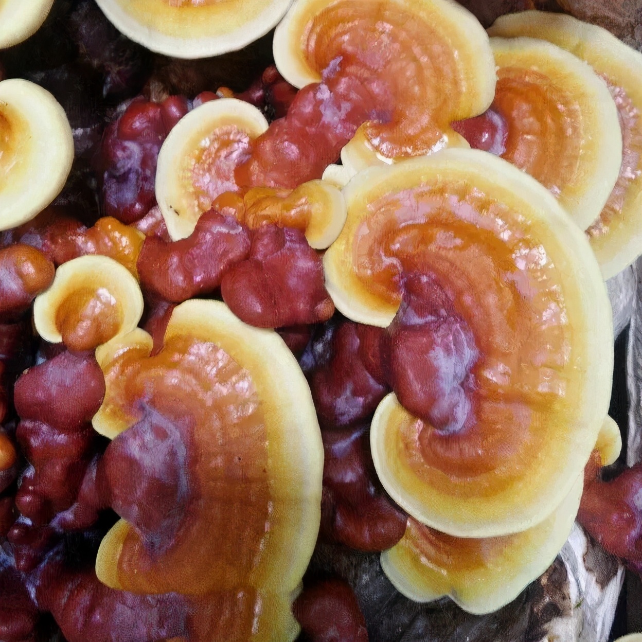 野生灵芝与人工栽培的灵芝差别,野生灵芝和人工种植的灵芝的区别