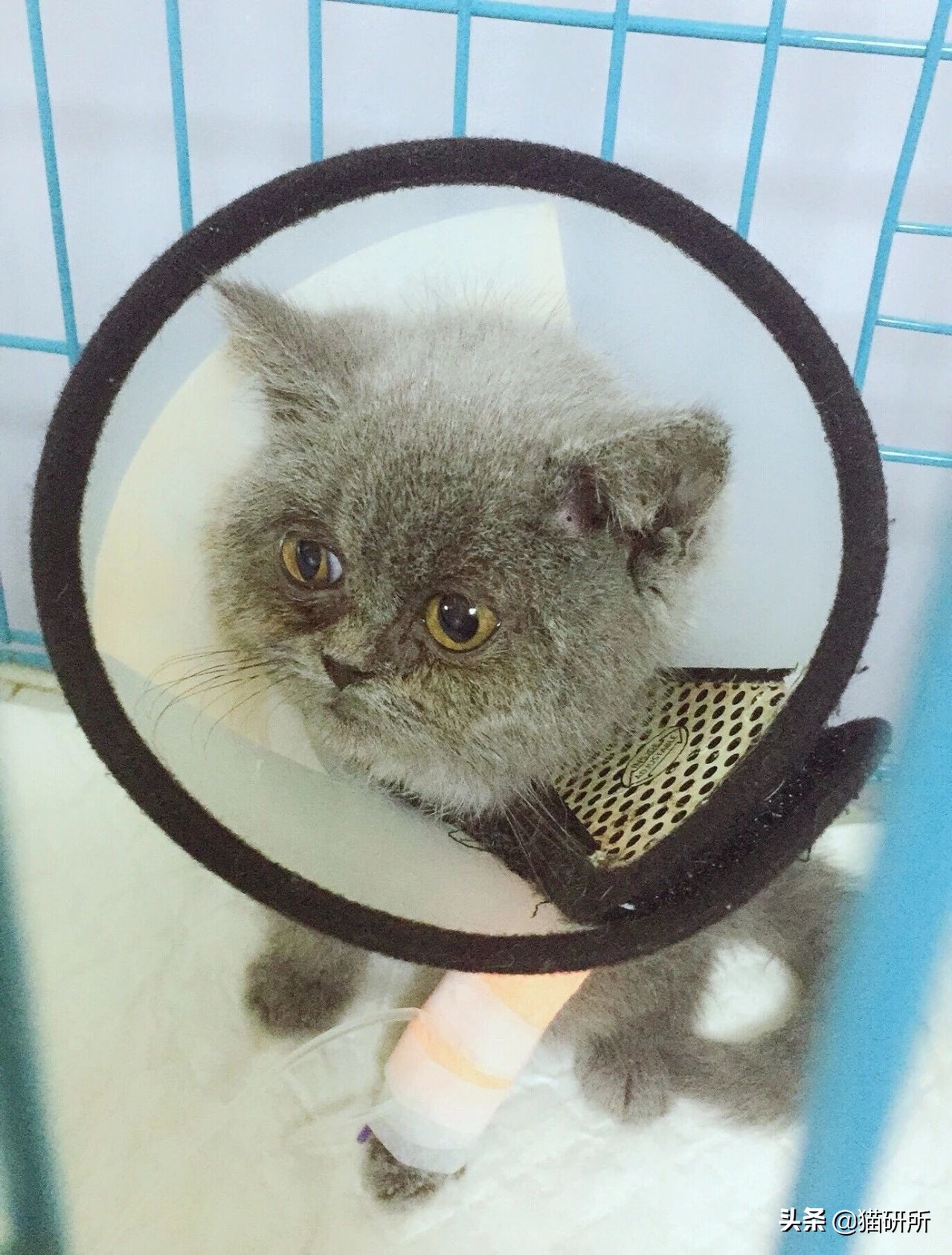 猫咪反复得猫癣怎么办,猫咪得猫癣该怎么办