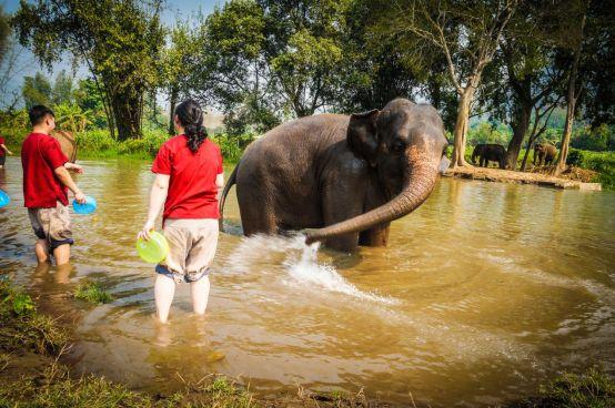 清迈大象义工,清迈大象救助营