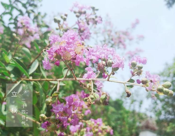 二十四节气之立秋手抄报,二十四节气之立秋茅台