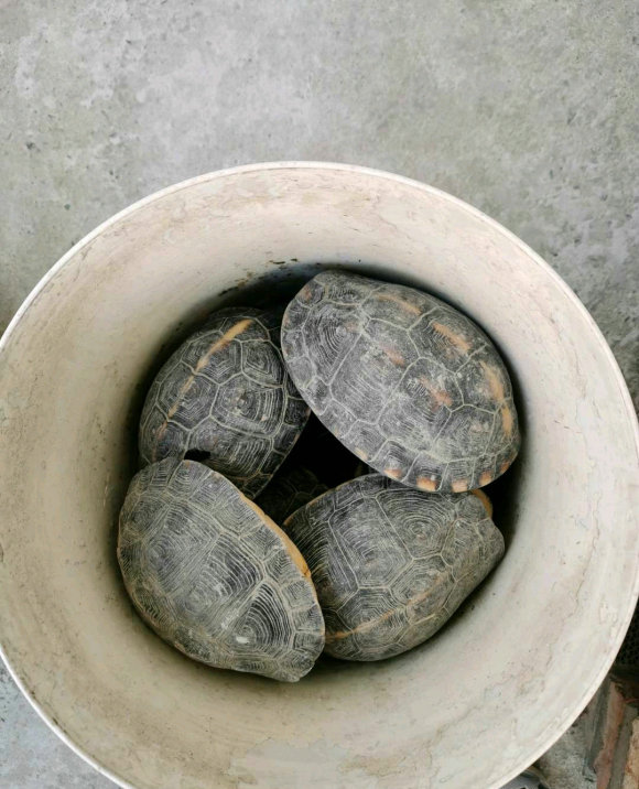 男子山里捡到乌龟养了七年照片,爬山捡到乌龟