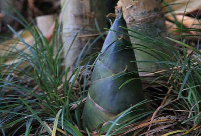 尤溪特产有哪些,尤溪县红色资源