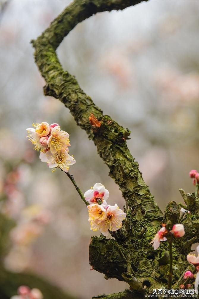 南京梅花山梅花开了吗,来南京梅花山赏梅花