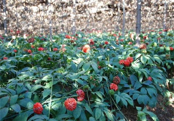 云南白药三七种植,云南三七与云南白药有什么区别