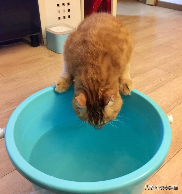 铲屎官们该怎样帮助猫咪过冬,过年猫咪留守攻略