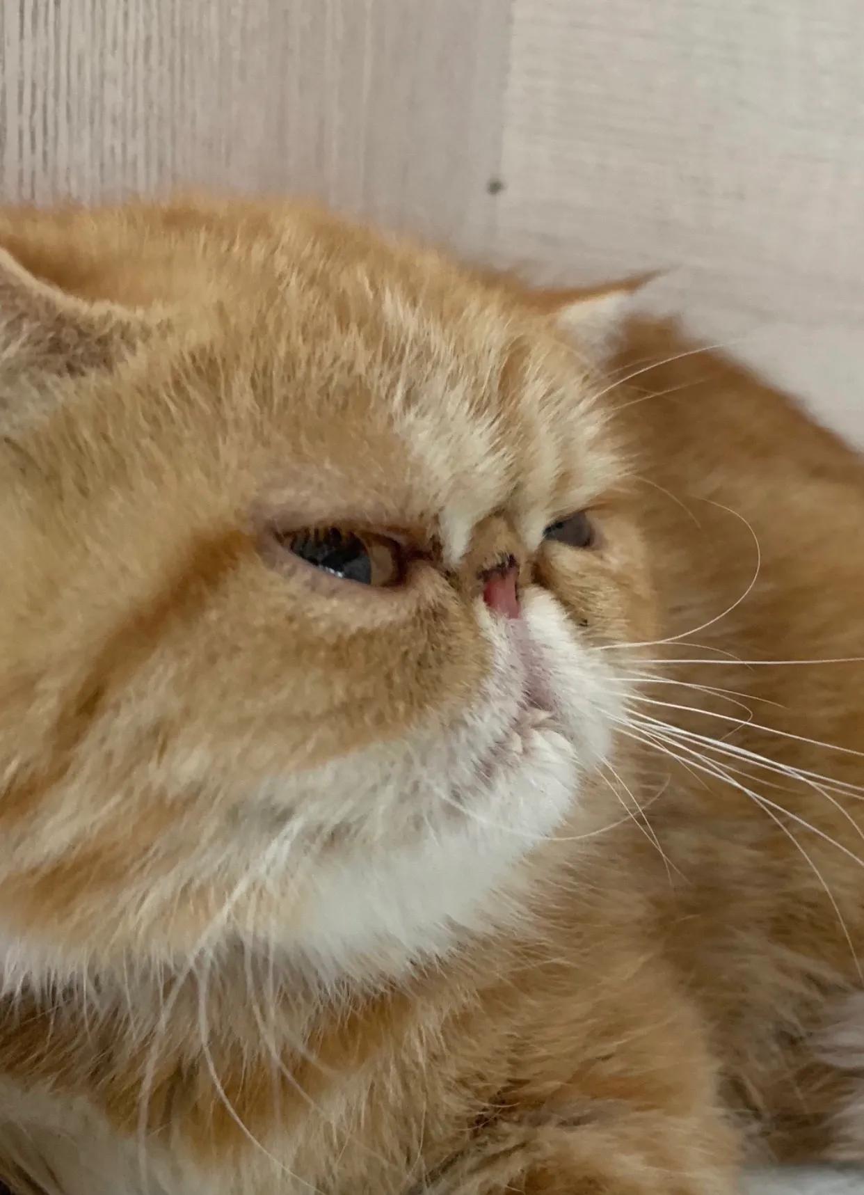 广州猫舍买英短猫,必读猫小屋家购猫流程