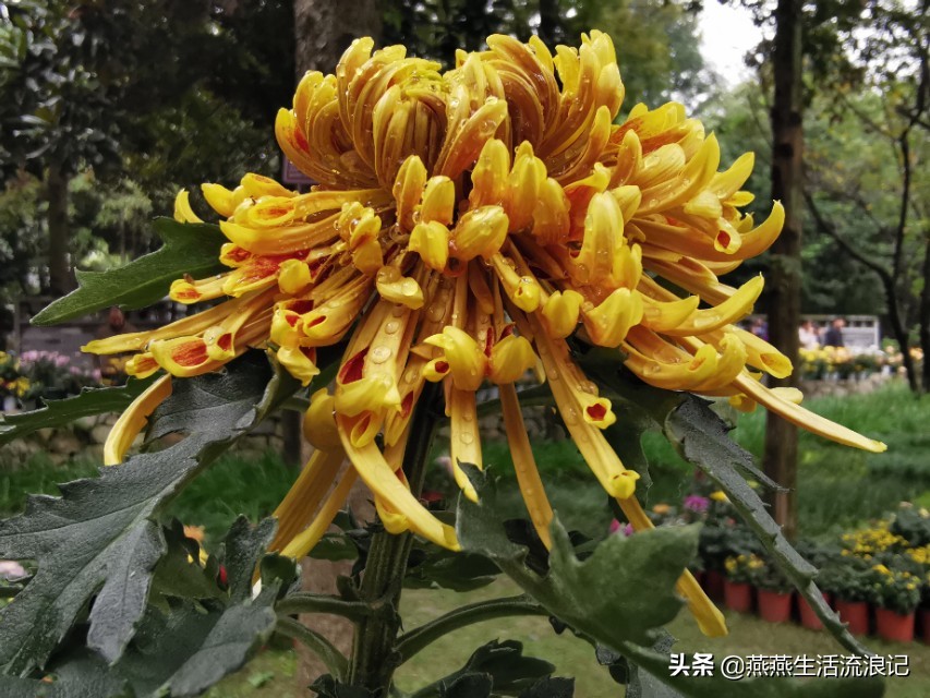 菊花开过后如何养护来年再开花,菊花的详细养护和技巧