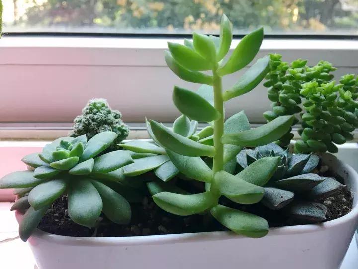 多肉长出小尾巴求救信号,多肉有什么求救信号