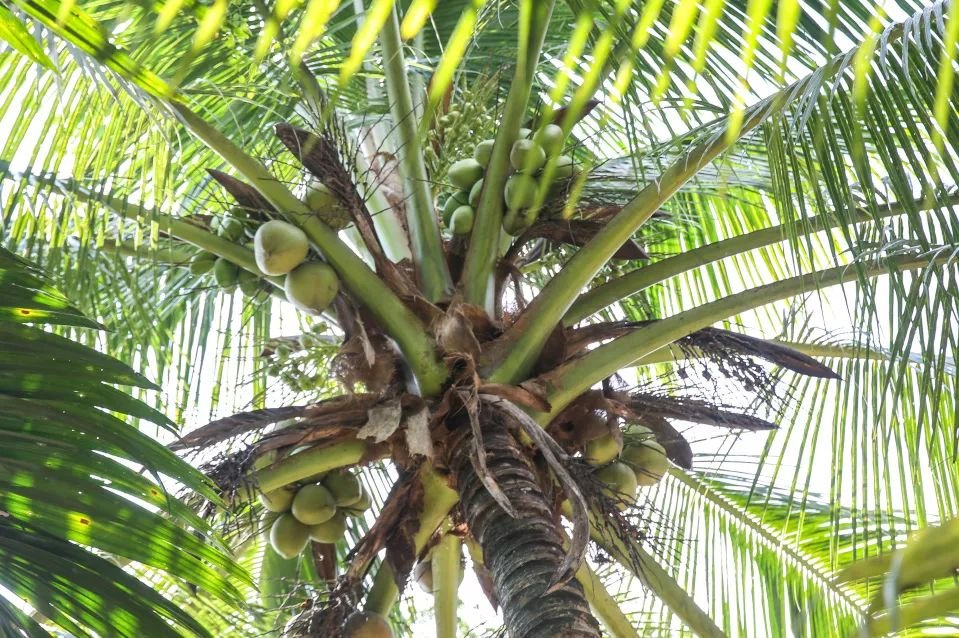 椰子鸡6个人一只鸡够吗,三个椰子原生态椰子鸡188套餐