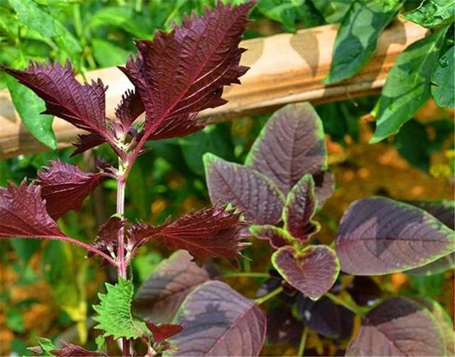 紫苏卖的很贵，它有何营养价值，如何种植？