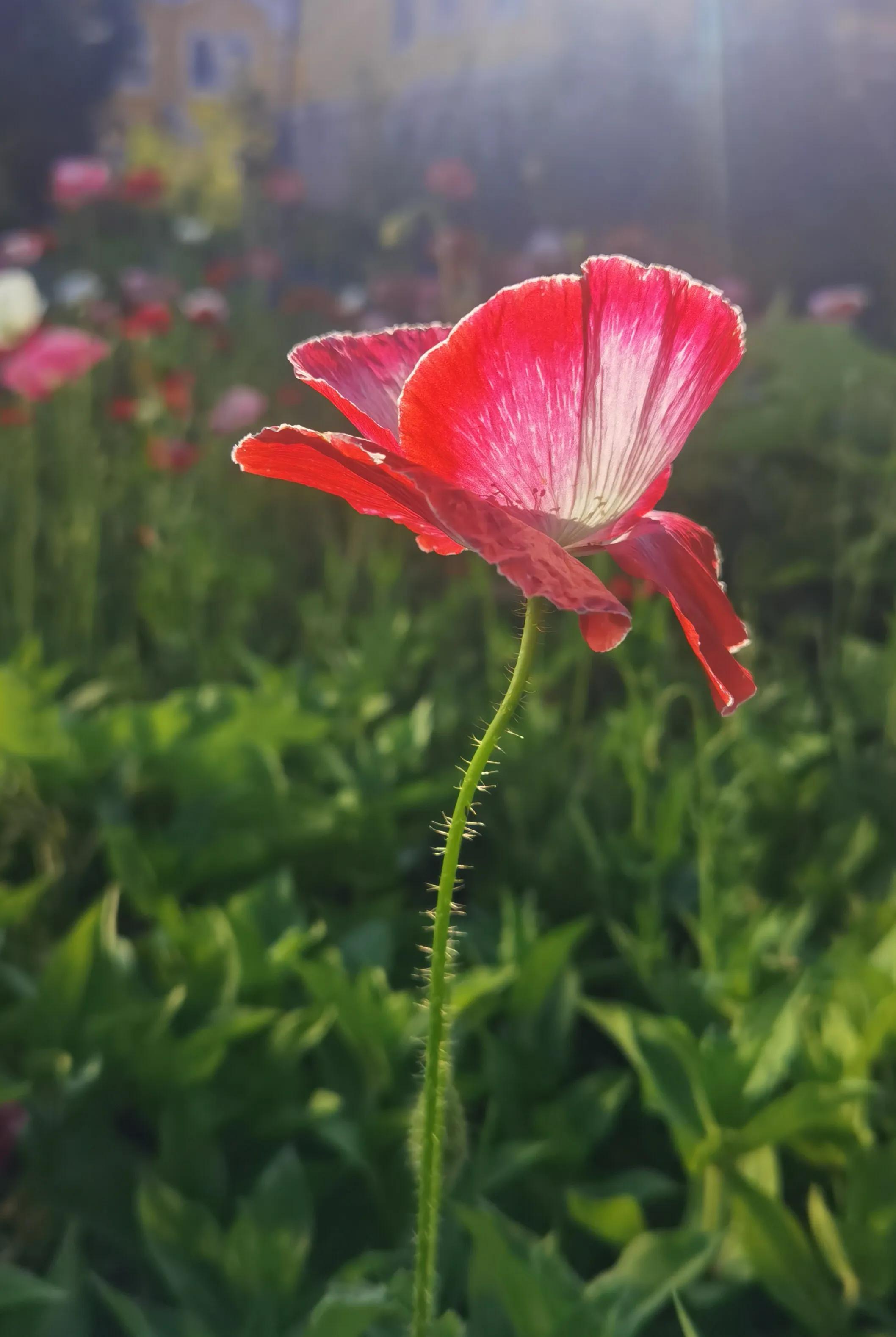 手拍世界作品集402期,2022年世界手机摄影大赛征稿