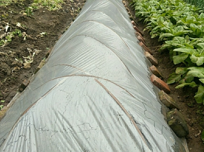 秧田壮苗促根用什么好,旱地育秧苗种植技术