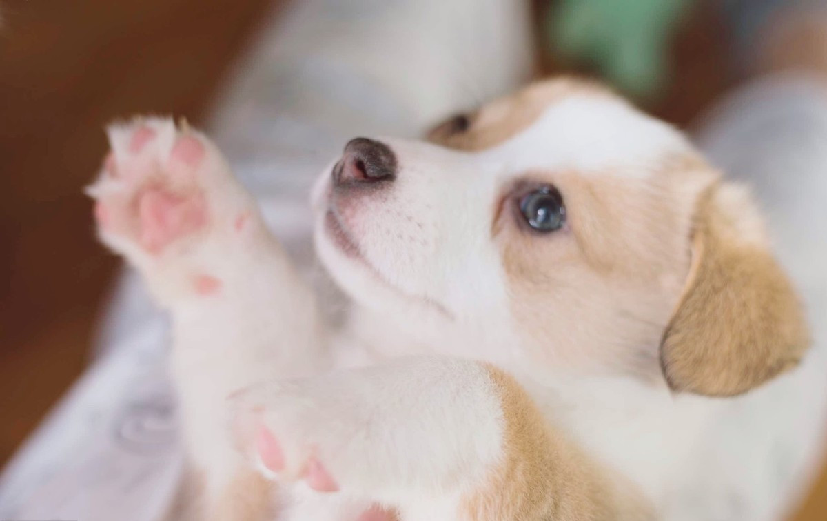 狗生的时候注意什么,狗生崽后主人注意什么