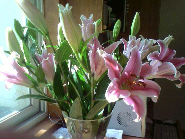 冬天买的百合花开败了怎么处理,冬天百合花枯萎了怎么处理