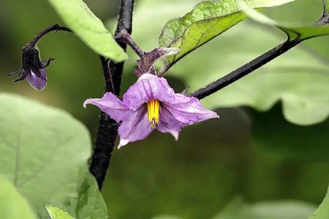 茄子病虫害早期症状,盆栽茄子落花落果什么原因