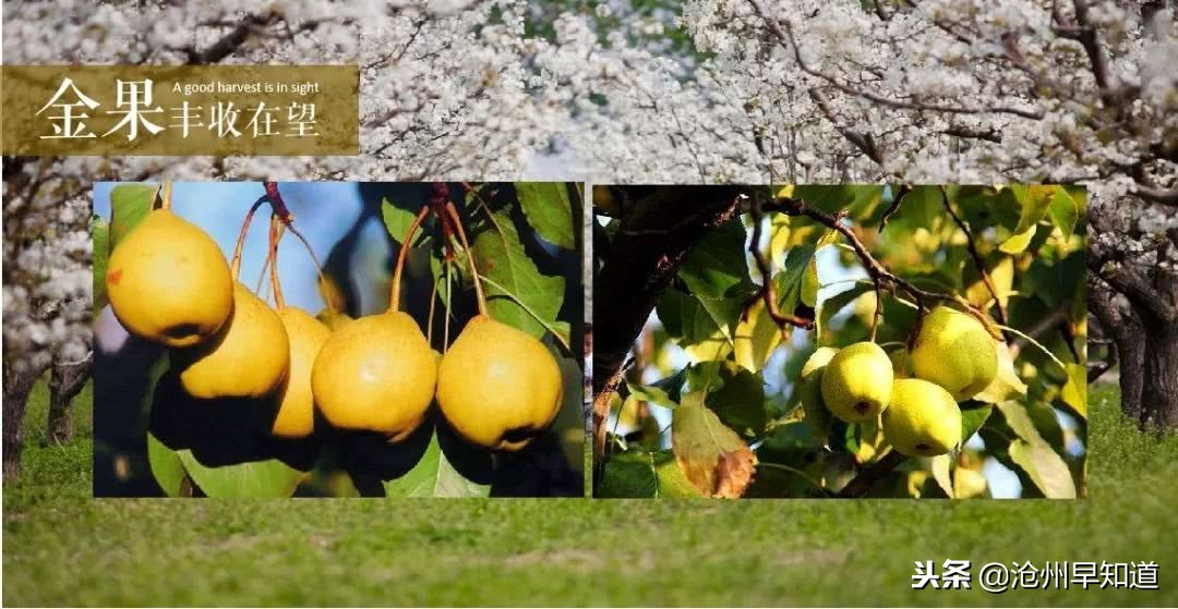 闻名遐迩的沧州，神奇的土地看得见的美！想不想一起更了解狮城呢